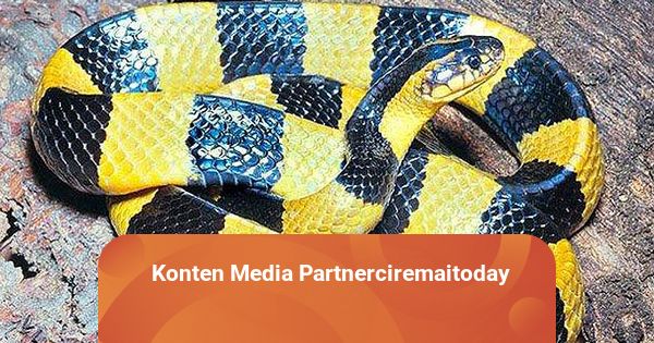 Korib chiqilayotgan va sotilgan qullar pornosini tomosha qiling Trans porno onlayn tomosha qiling